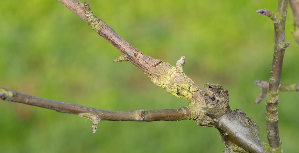Bekämpfung des Obstbaumkrebses