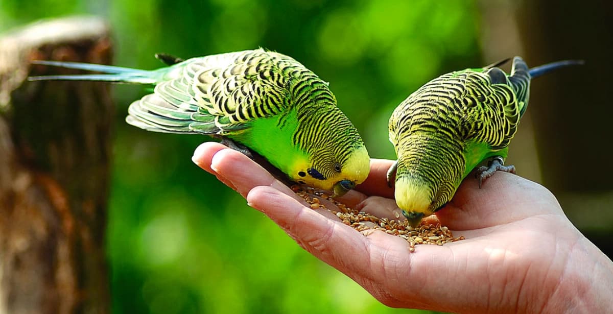 Ernährung: Wellensittiche sind Körnerfresser