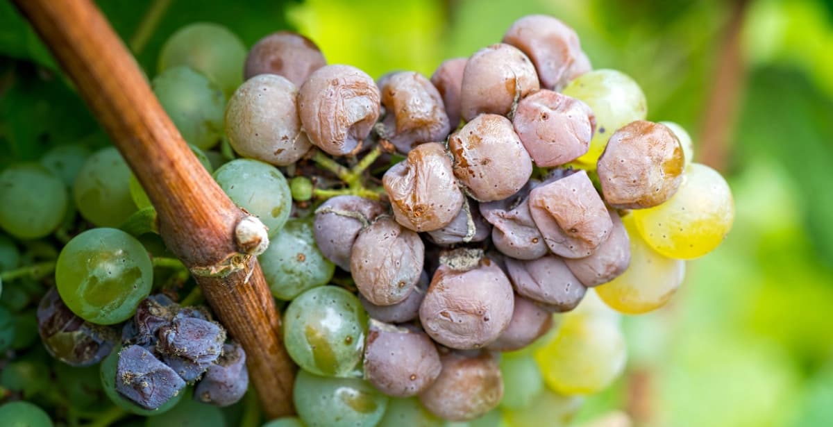 Bekämpfung des Grauschimmels