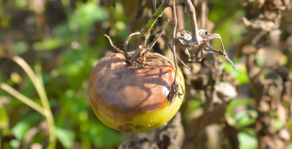 Bekämpfung der Kraut- und Braunfäule