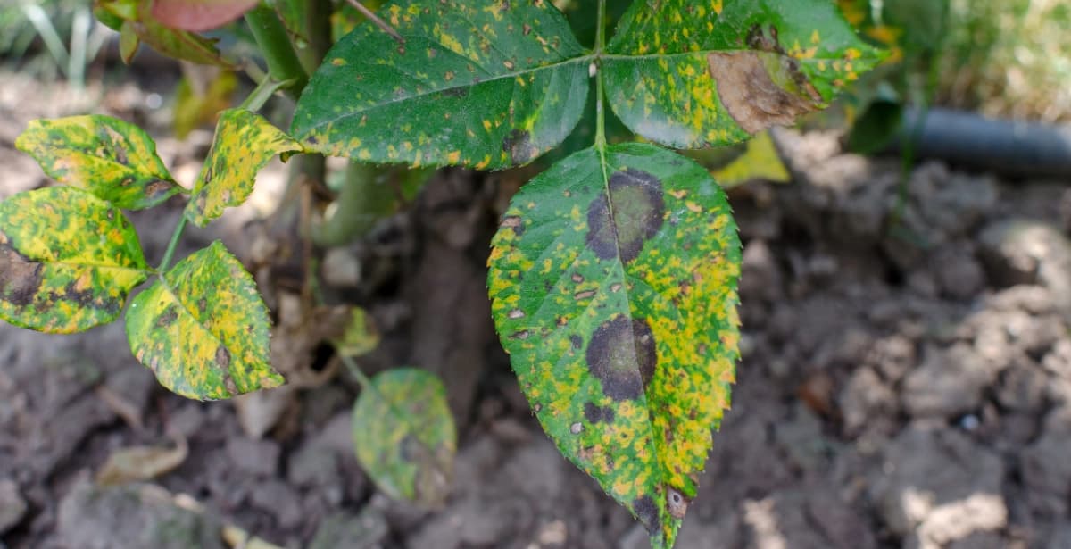 Bekämpfung des Rosenrosts