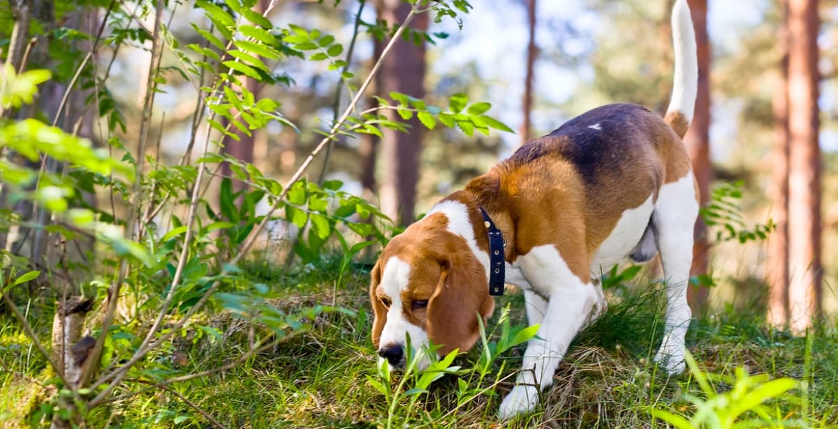 Agil und arbeitseifrig
