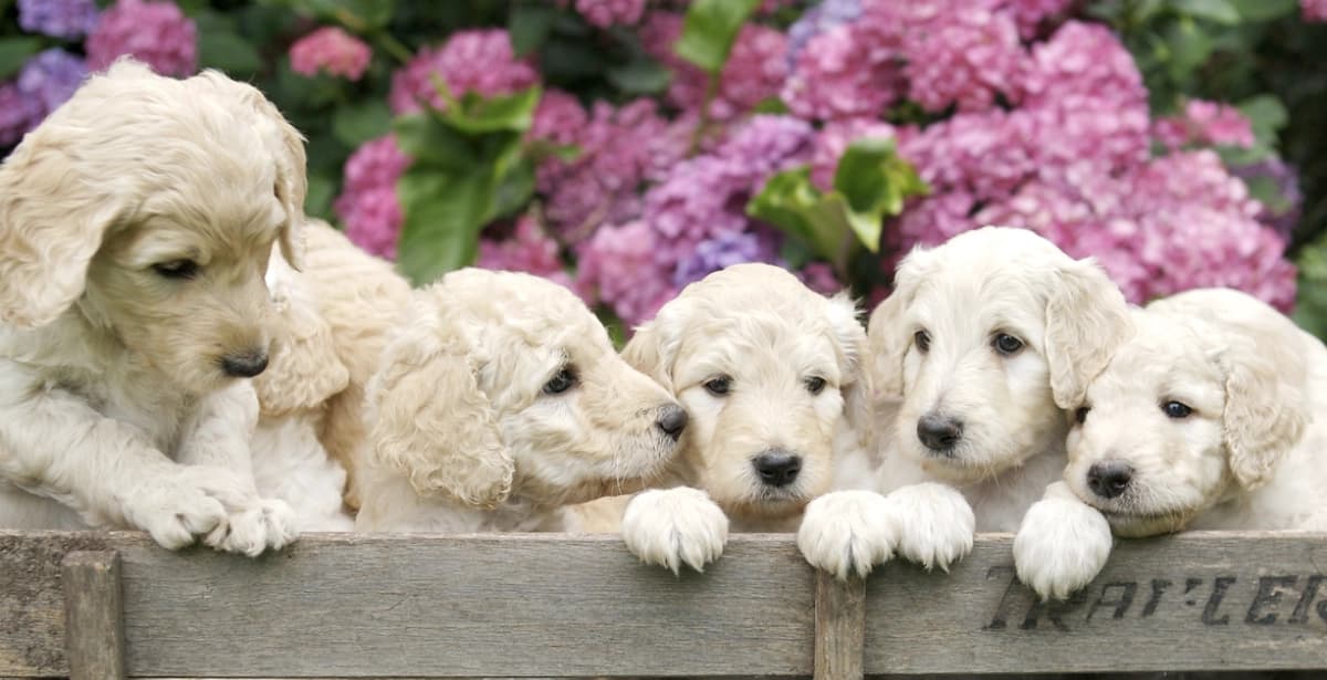 Apportierfreudig und wasserliebend