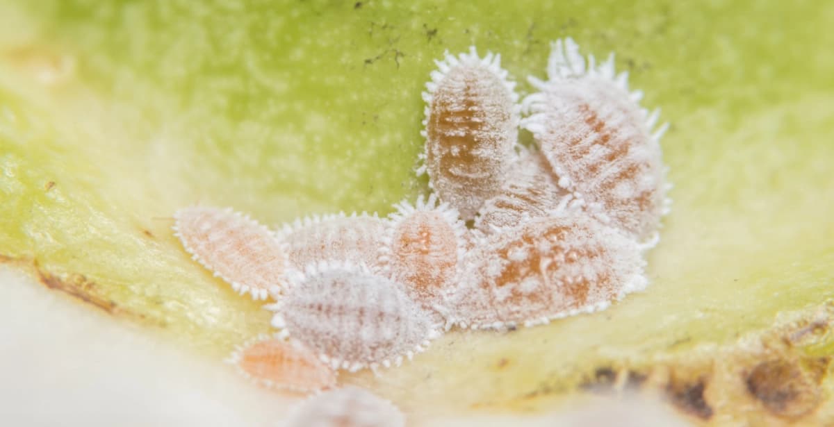 Bekämpfung der Wollläuse