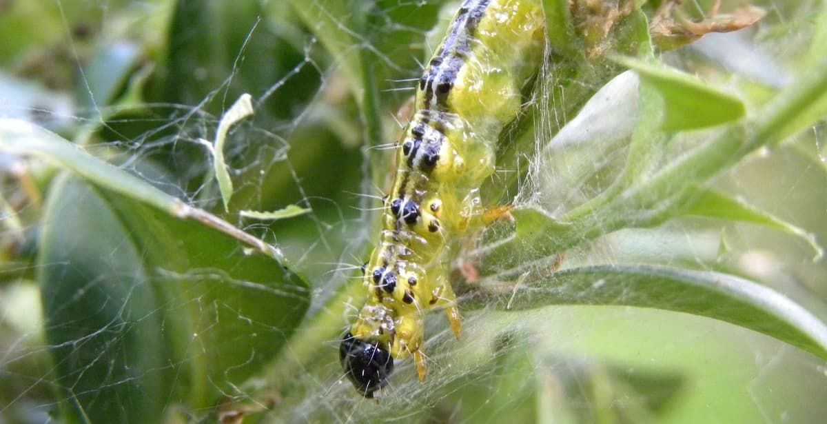 Bekämpfung des Buchsbaumzünslers
