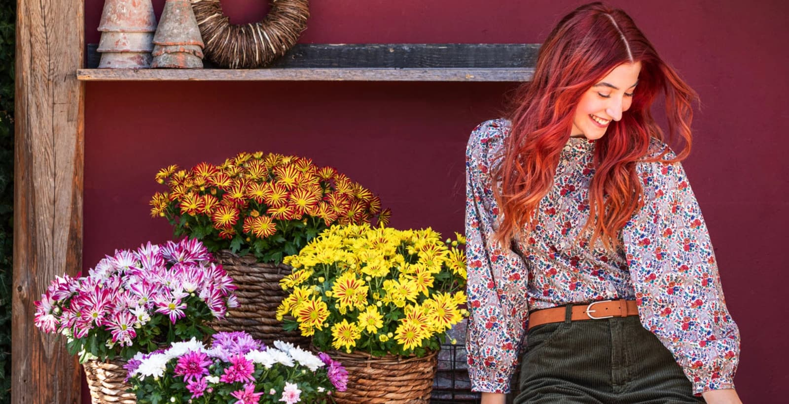 Chrysanthemen überwintern