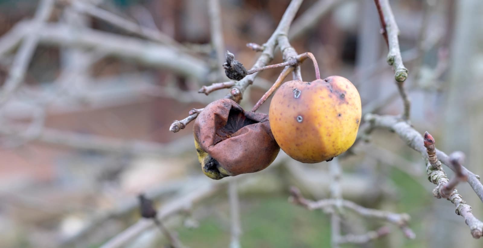 Fruchtmumien entfernen