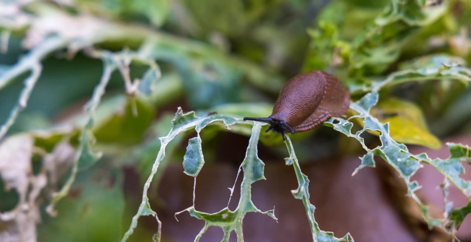 Bekämpfung der Schnecken