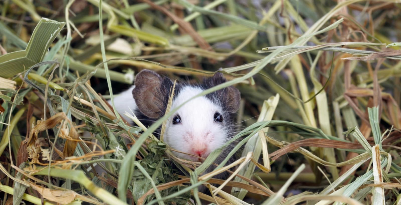 Das schmeckt den kleinen Nagern