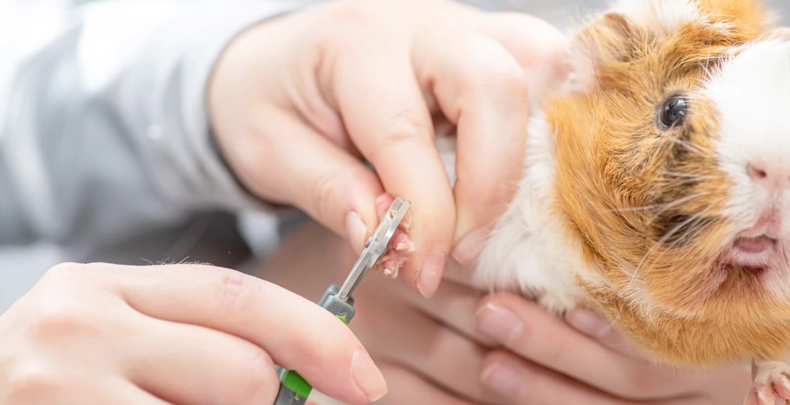 Pflege der Meerschweinchen