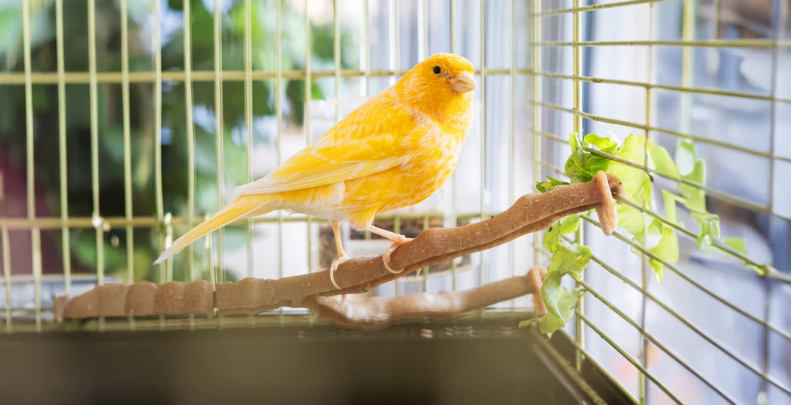 Haltung der Kanarienvögel