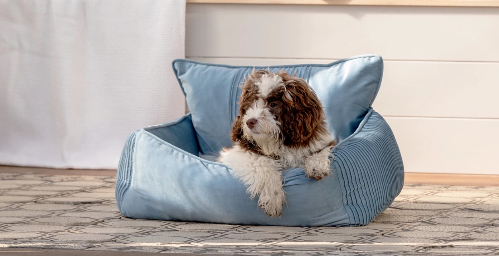 Wie lange kann ein Hund alleine gelassen werden?