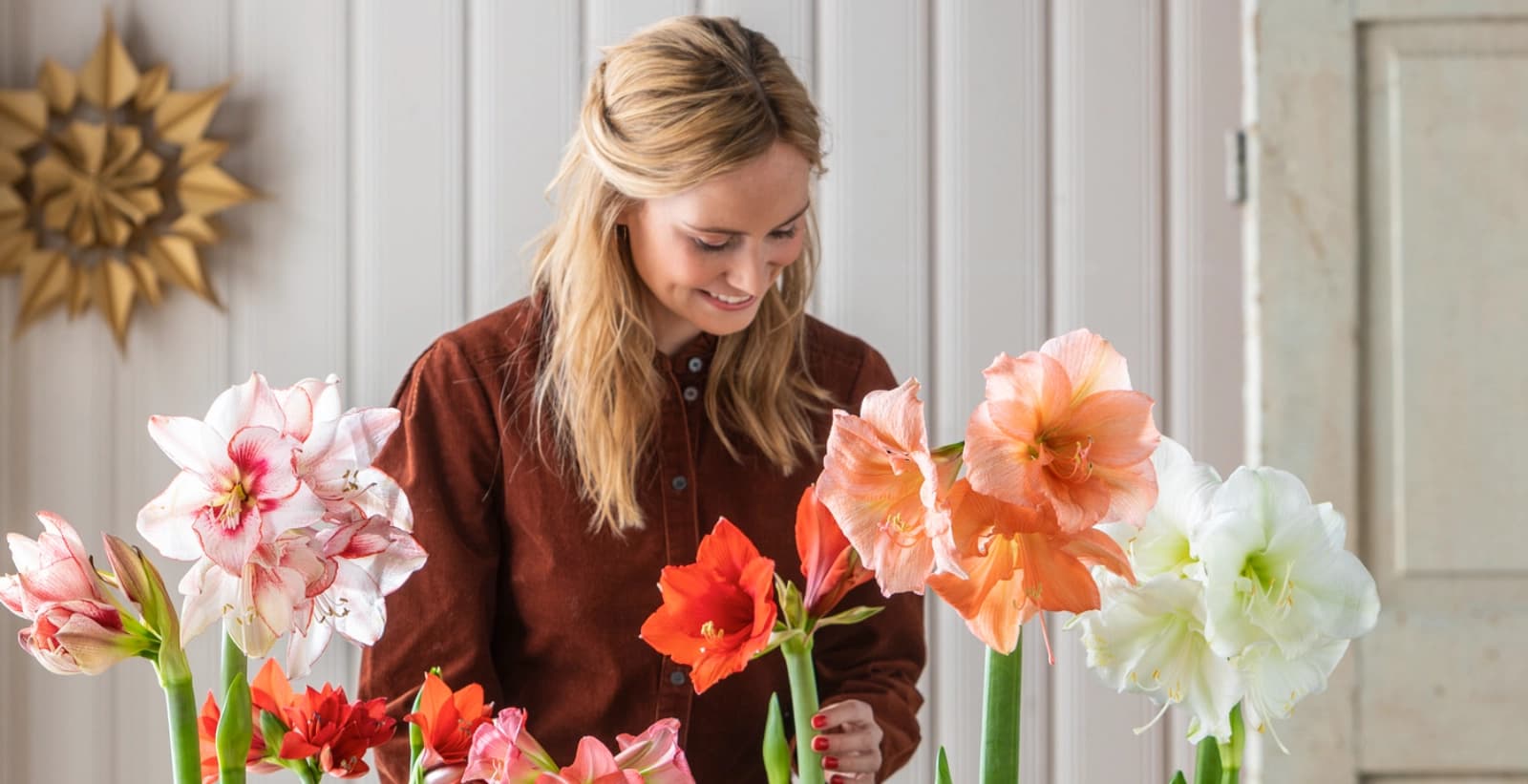 Pflege der Amaryllis