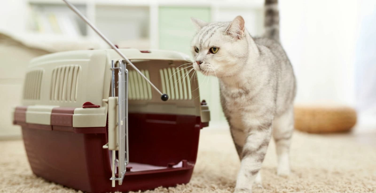 Clickertraining – effektive Methode für spielerisches Katzenlernen