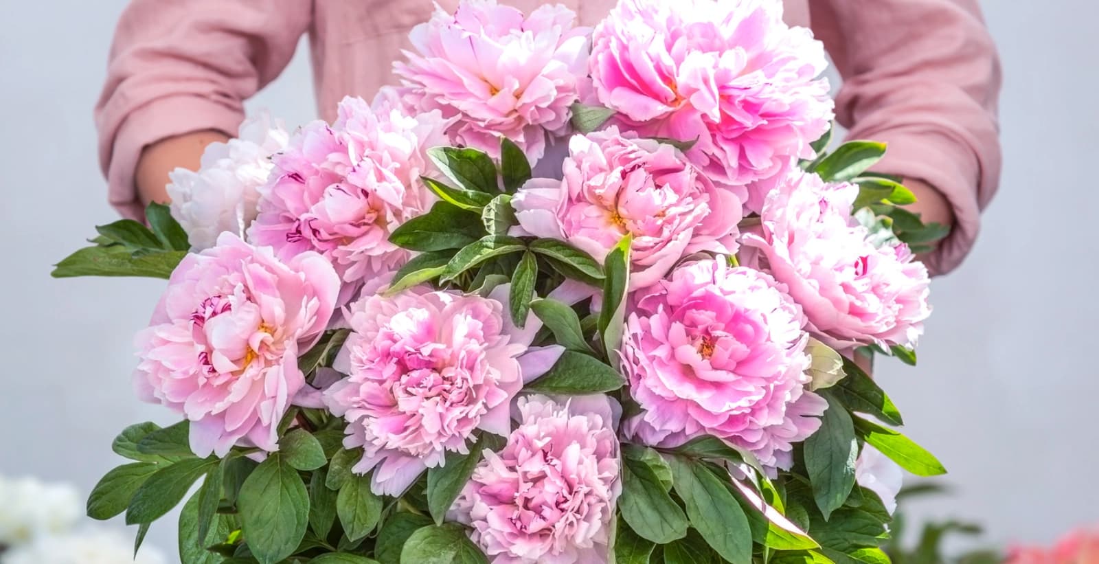 Prächtige Pfingstrosen für jeden Garten