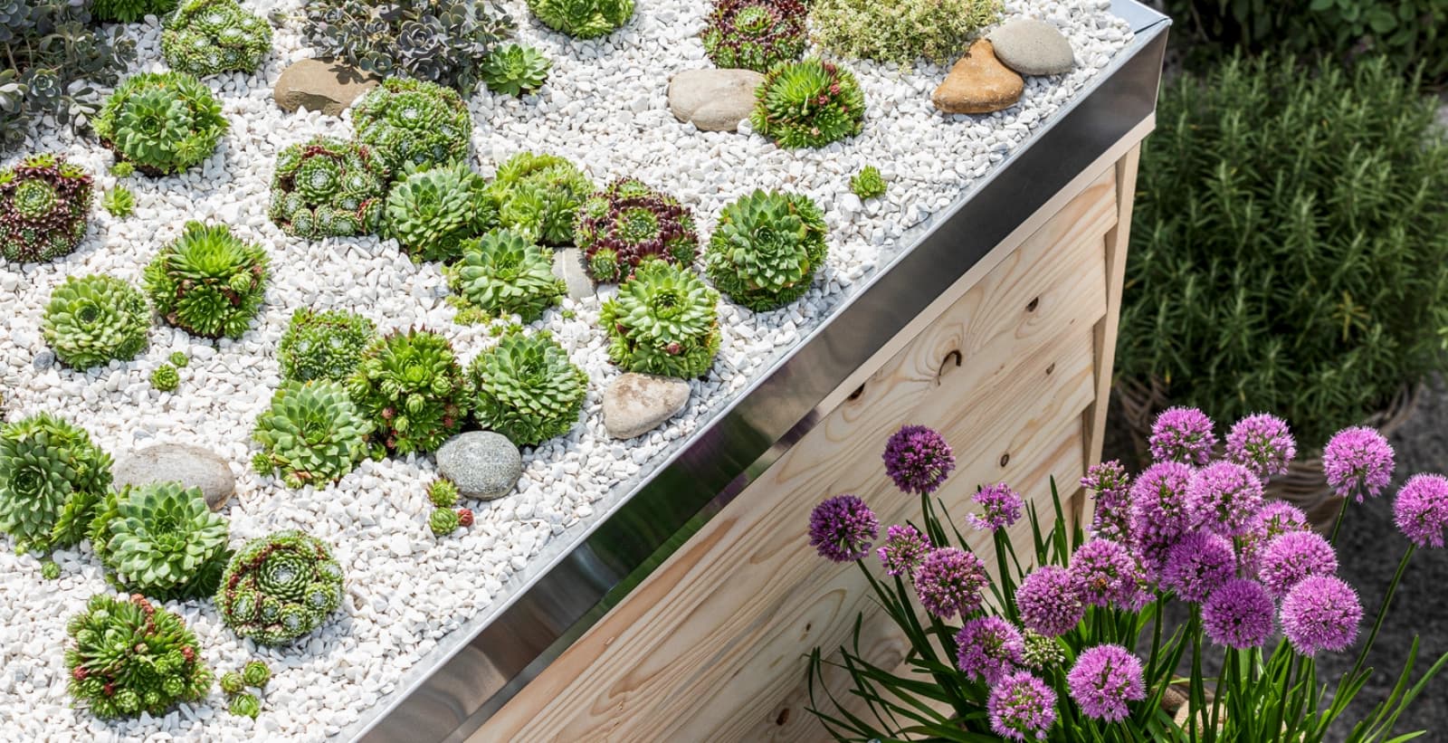 Standort und Pflanzung