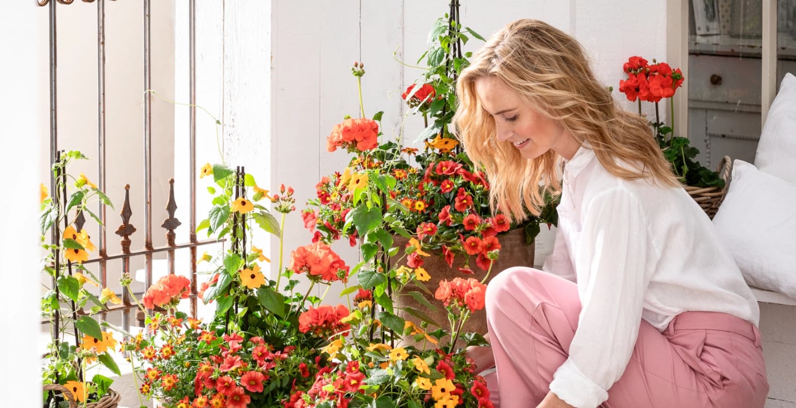 Geranien in Szene setzen