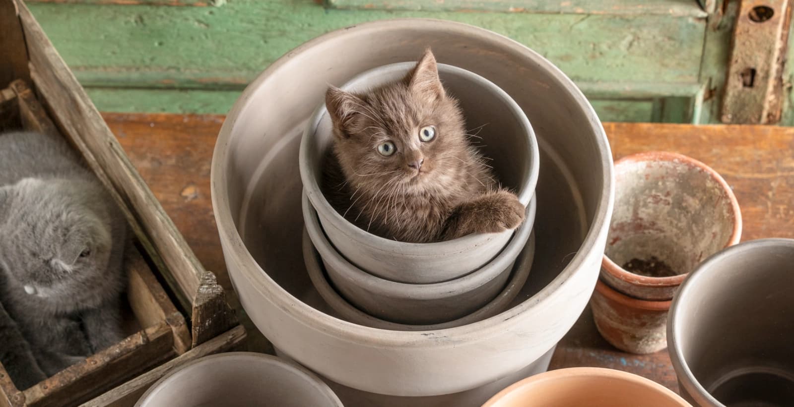 Belohnen Sie richtig mit unseren köstlichen Katzenleckerlis