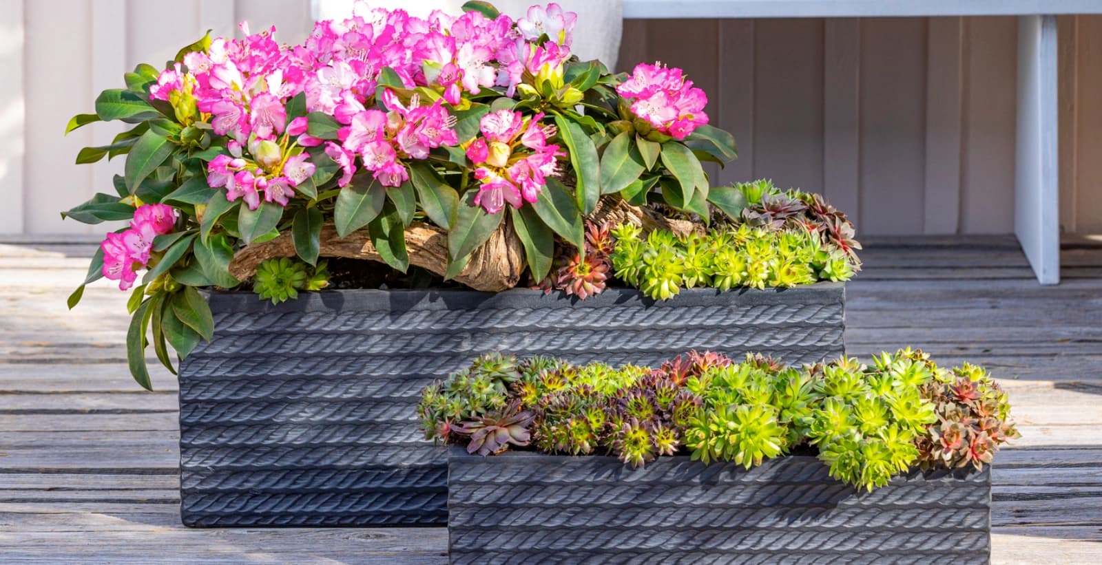 Blühende Pracht für Ihren Garten