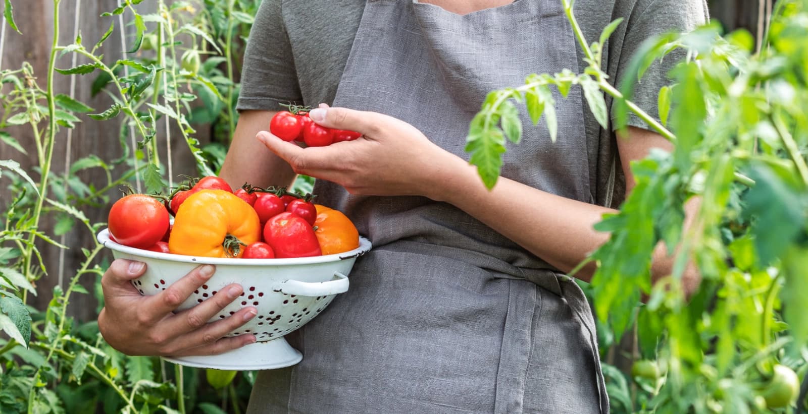 Unsere besten Tomaten für Ihren Garten