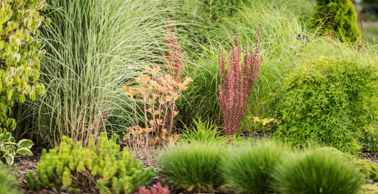 Entdecken Sie unsere Bodendeckergräser
