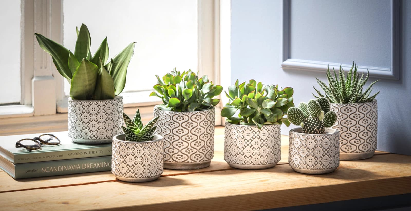 Perfekte Pflanzen für minimalen Wasserbedarf