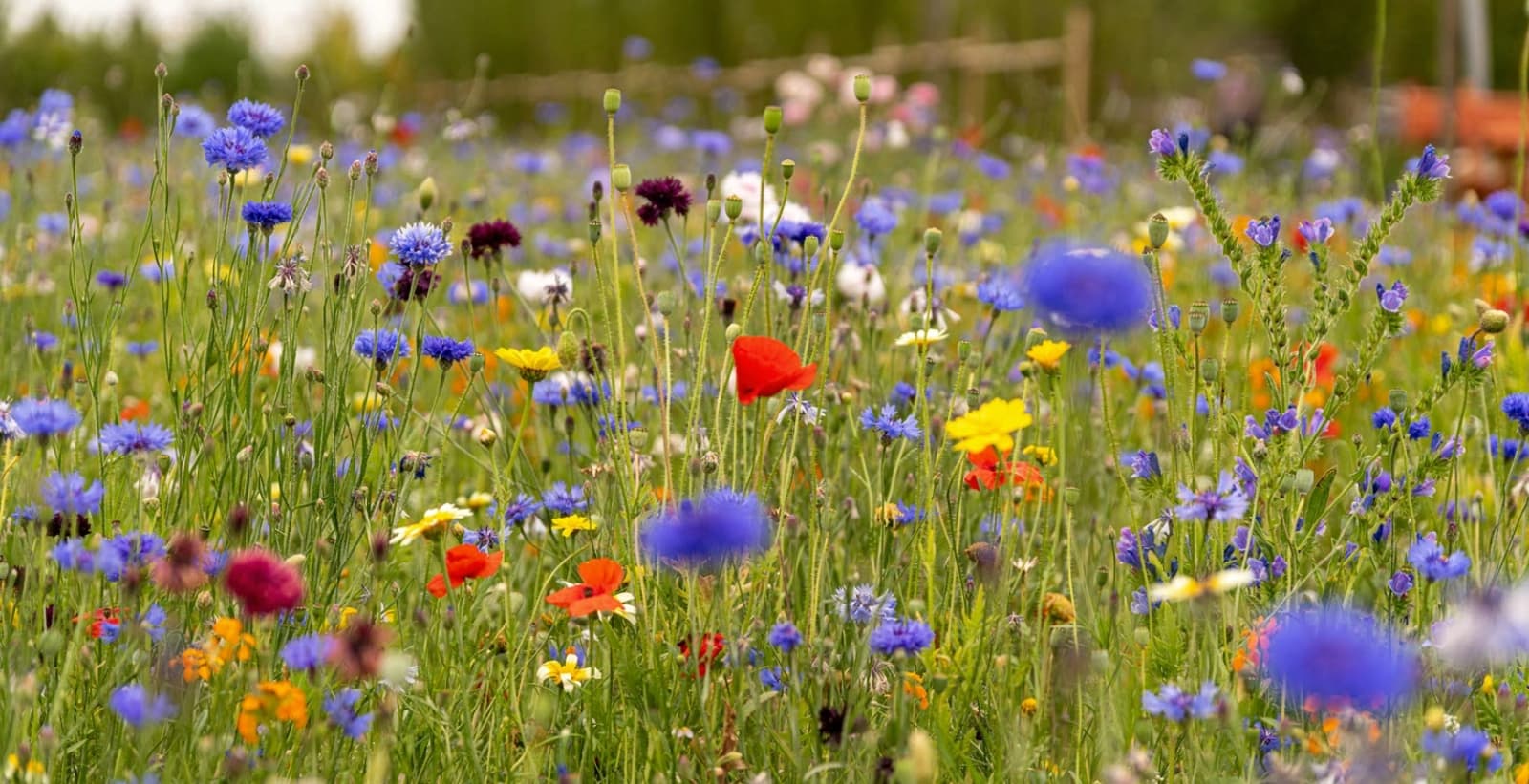Insektenfreundliche Blumensamen