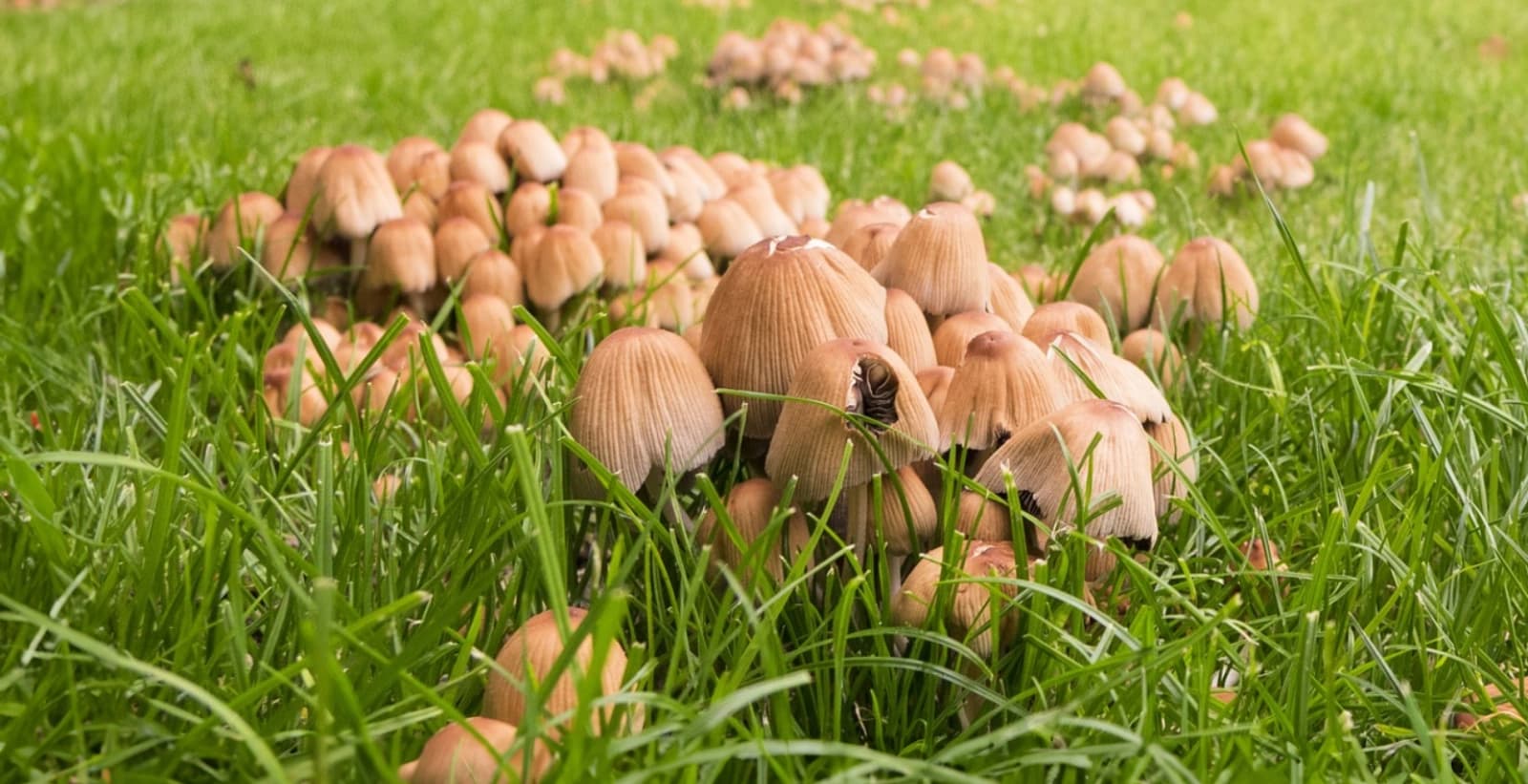 Bekämpfung der Pilze im Rasen