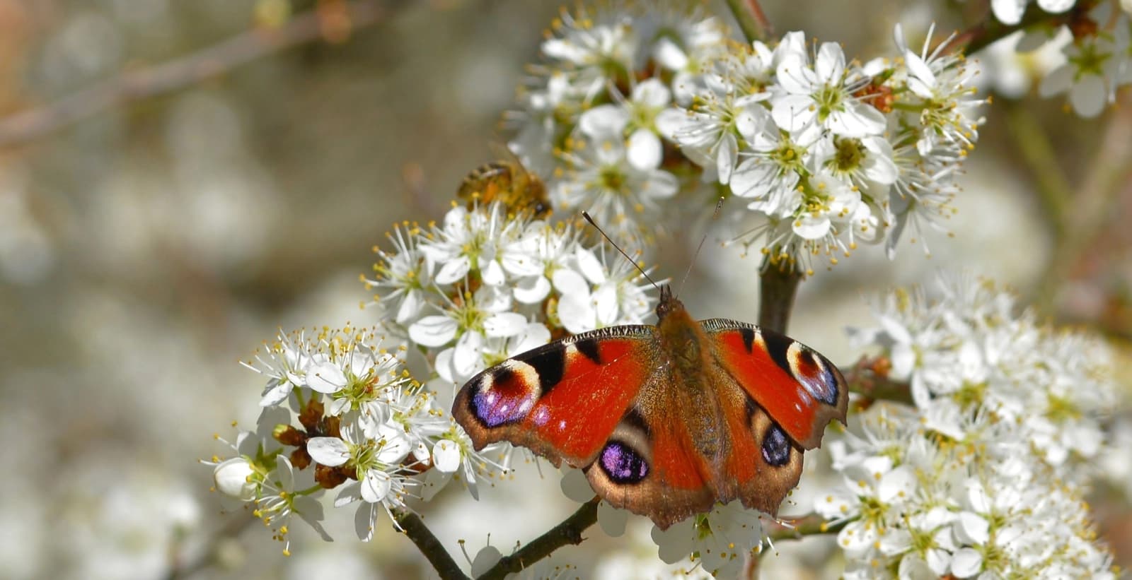 Lebensräume dank Vielfalt