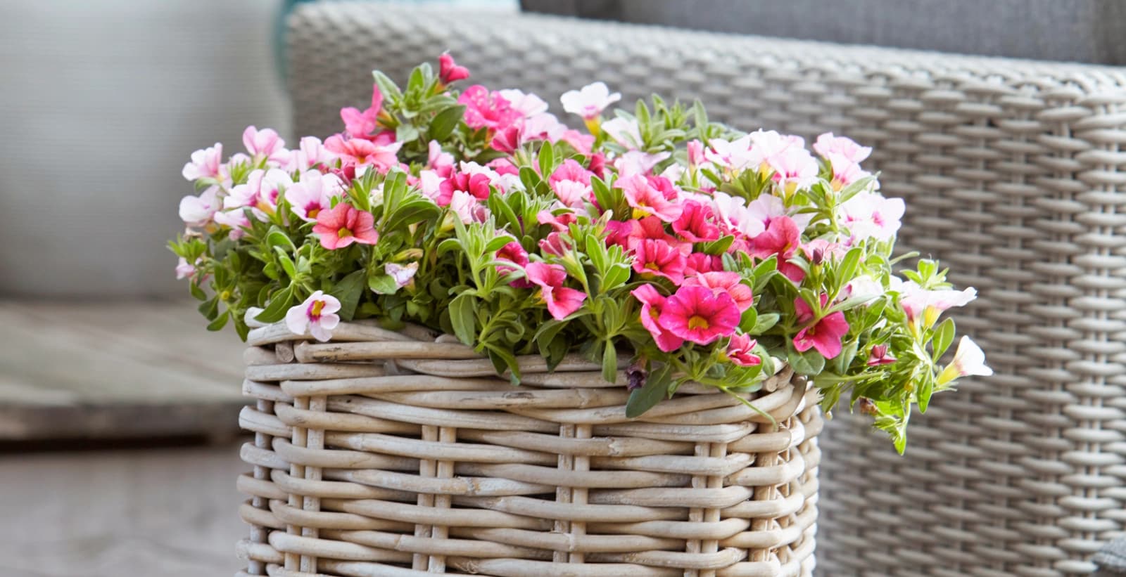 Farbenpracht für Balkon und Garten