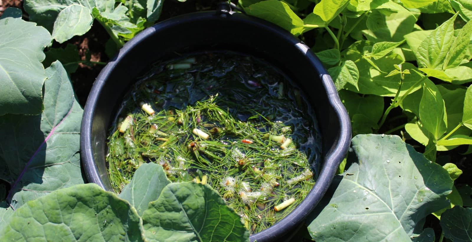 Jauche und Brühe herstellen