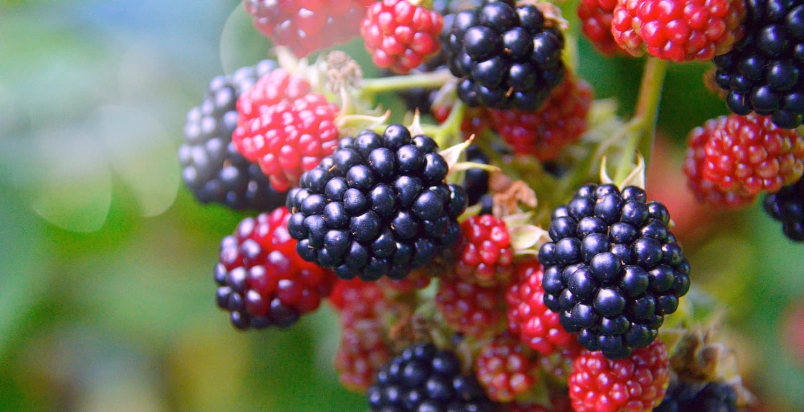 Guter Halt für Klettermaxe