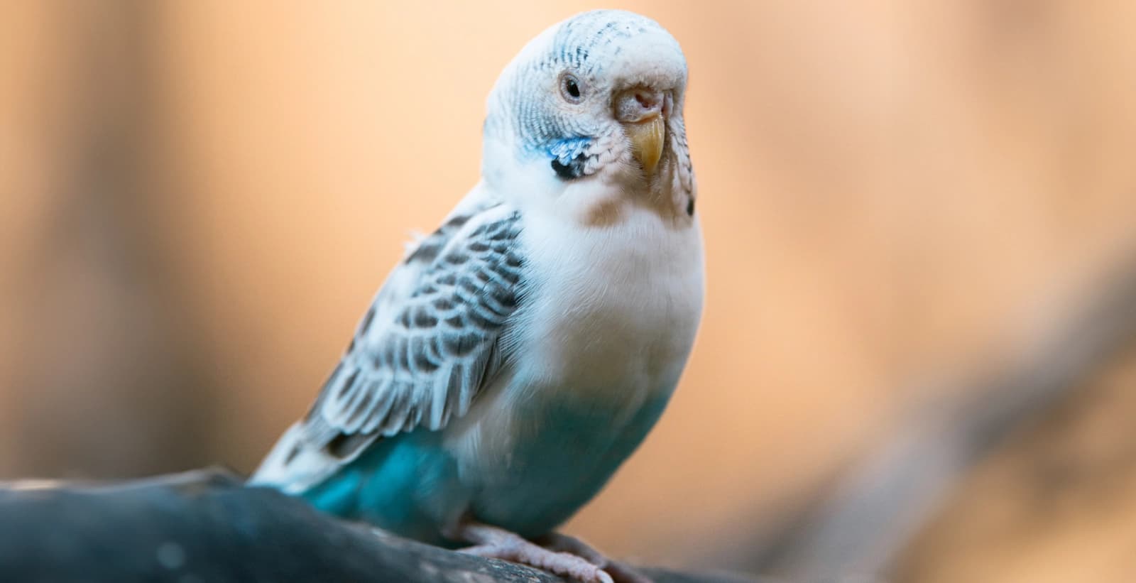 Unsere Ziervögel – lebendige Farben und fröhliches Gezwitscher