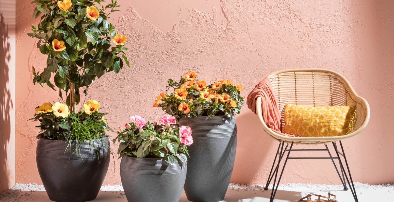 Exotische Hibiskuspflanzen entdecken