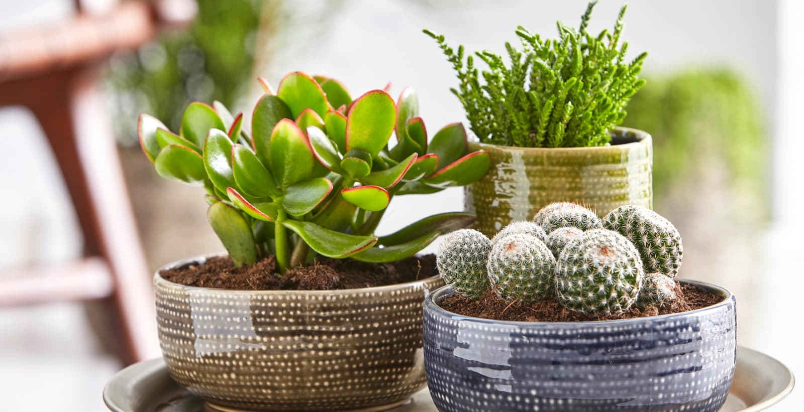 Vielfalt der Sukkulenten entdecken