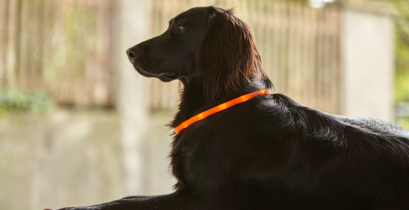 Sicher Gassi gehen bei Dunkelheit