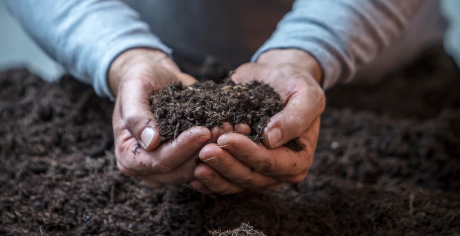 Boden & Erde: Hier fühlen sich Kartoffeln wohl