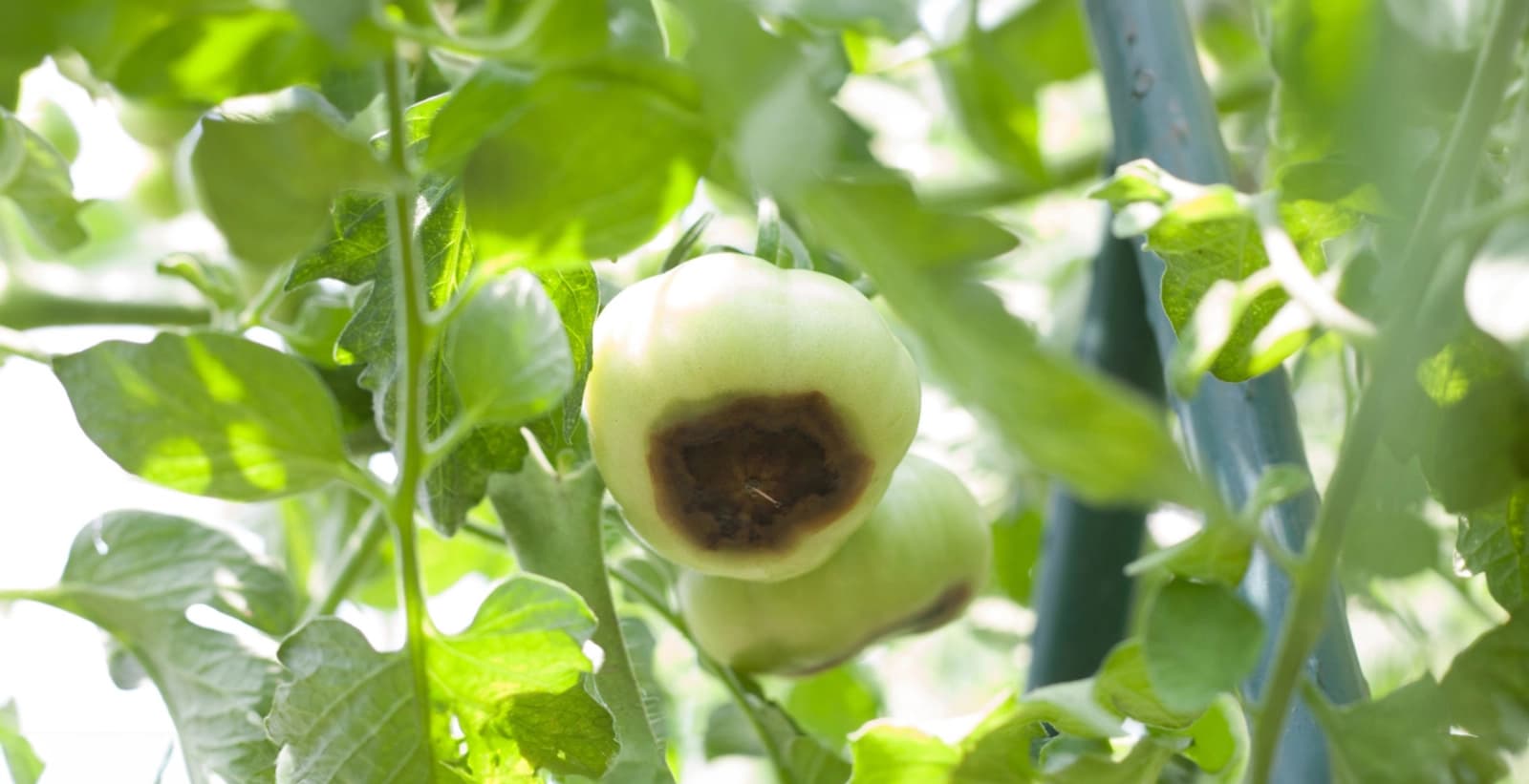 Bekämpfung der Blütenendfäule