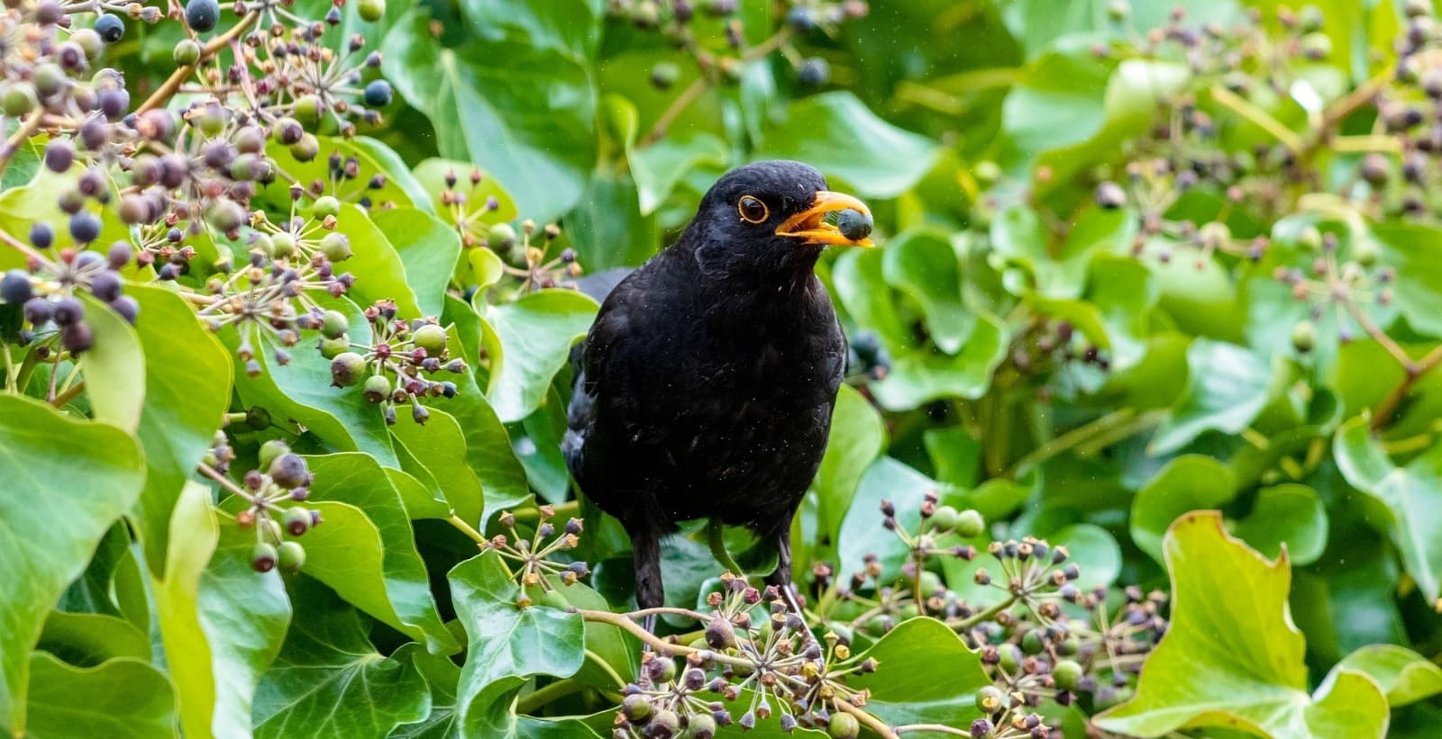 Hecken für mehr Leben im Garten