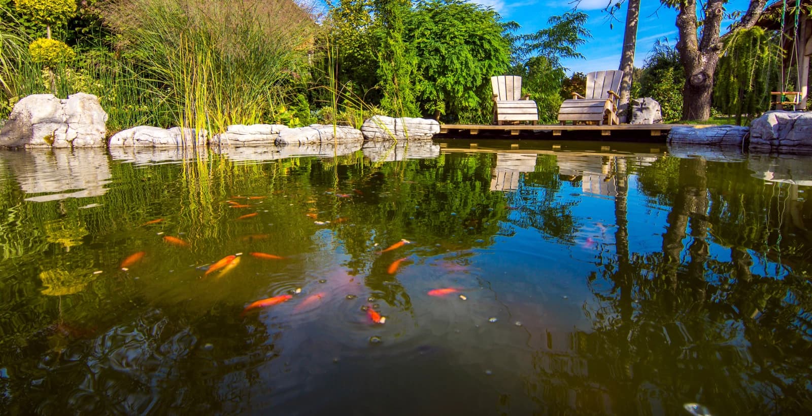 Koi in bester Gesellschaft