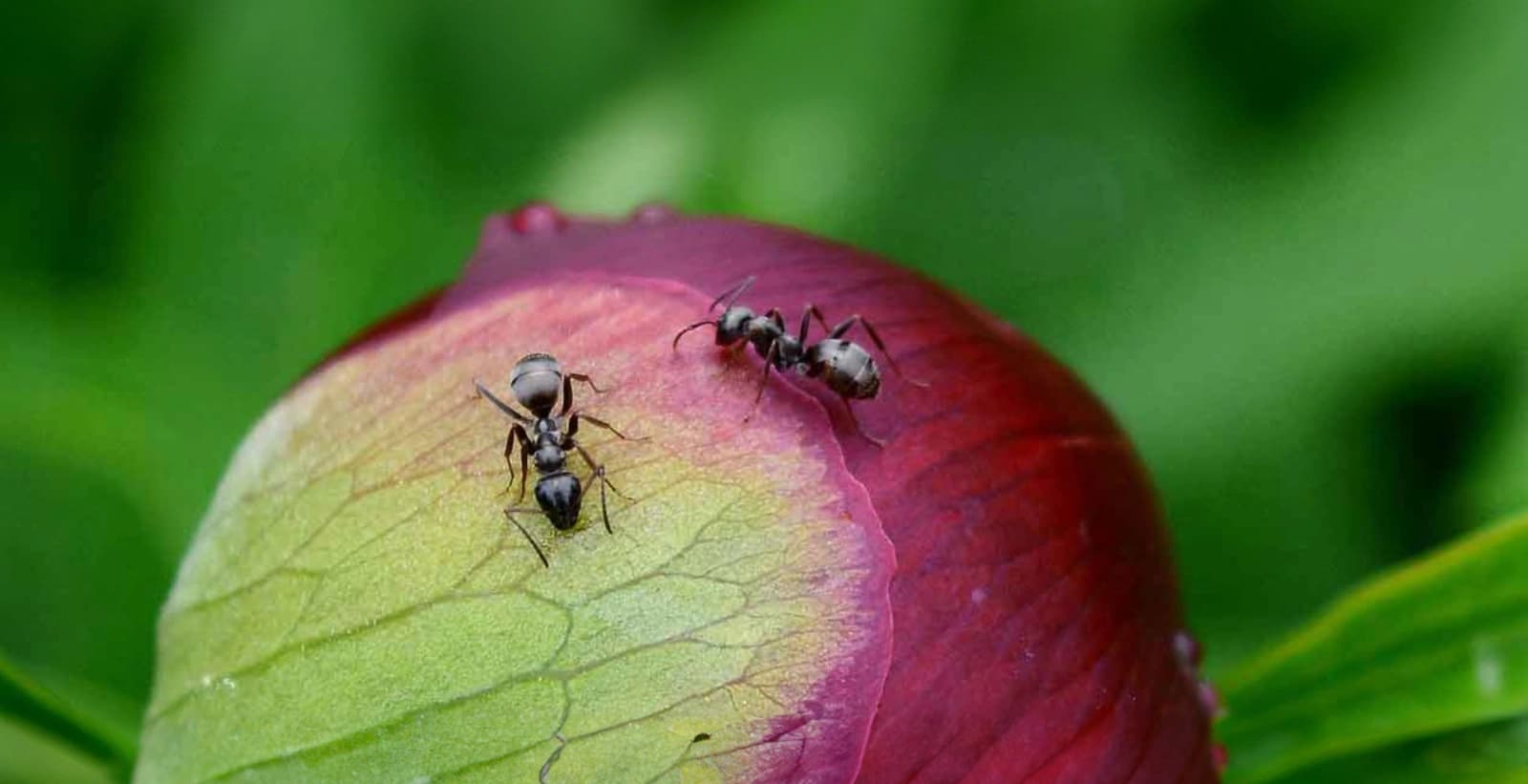 Bekämpfung der Ameisen