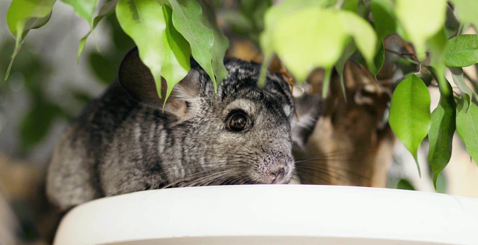 Alles für die optimale Pflege Ihrer Chinchillas