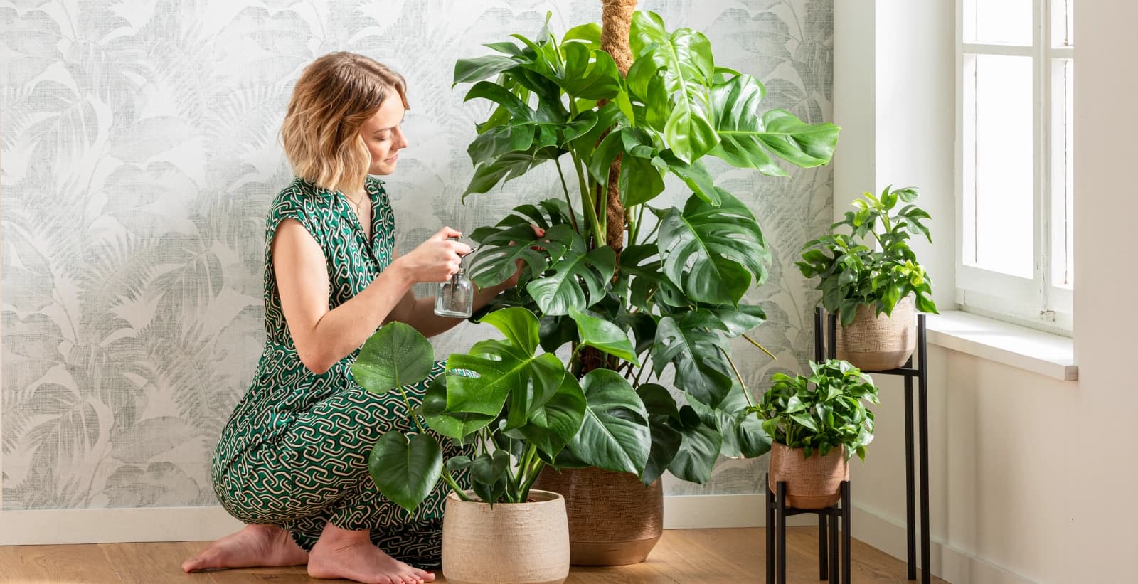 Zimmerpflanzen für Pflanzenneulinge