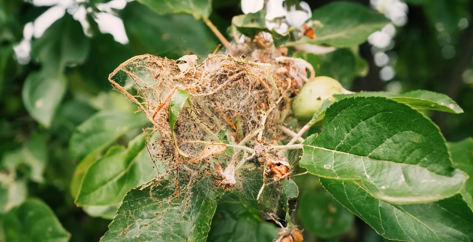 Bekämpfung der Apfelwickler