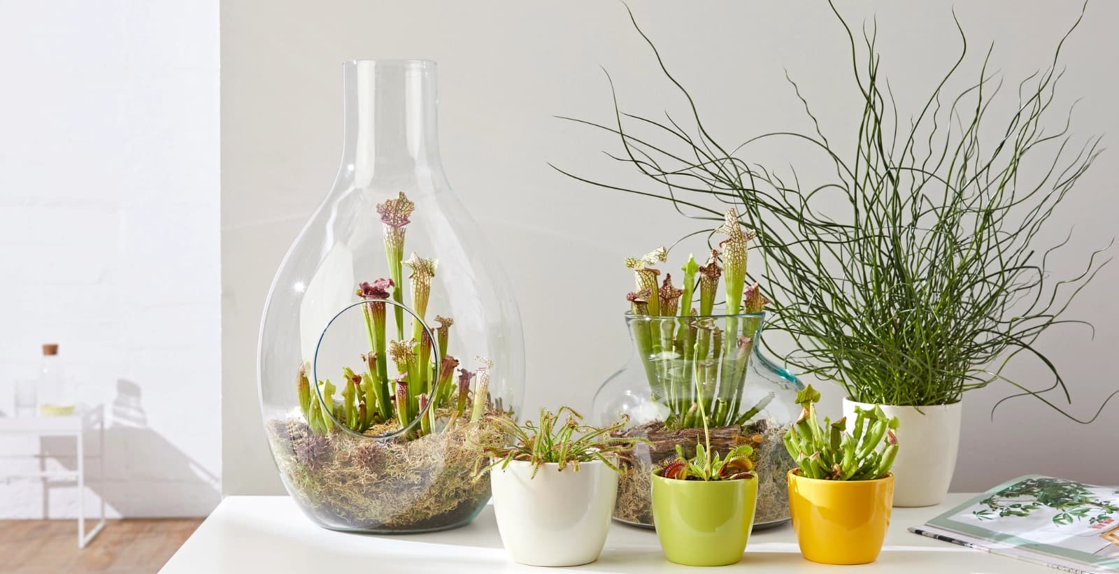 Die ideale Erde für Ihre Karnivoren