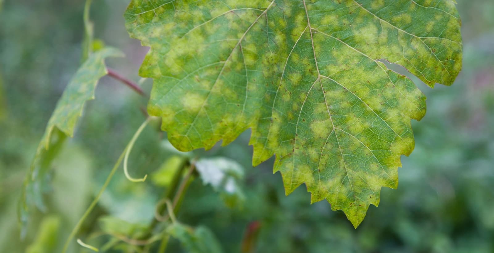Bekämpfung des Falschen Mehltaus