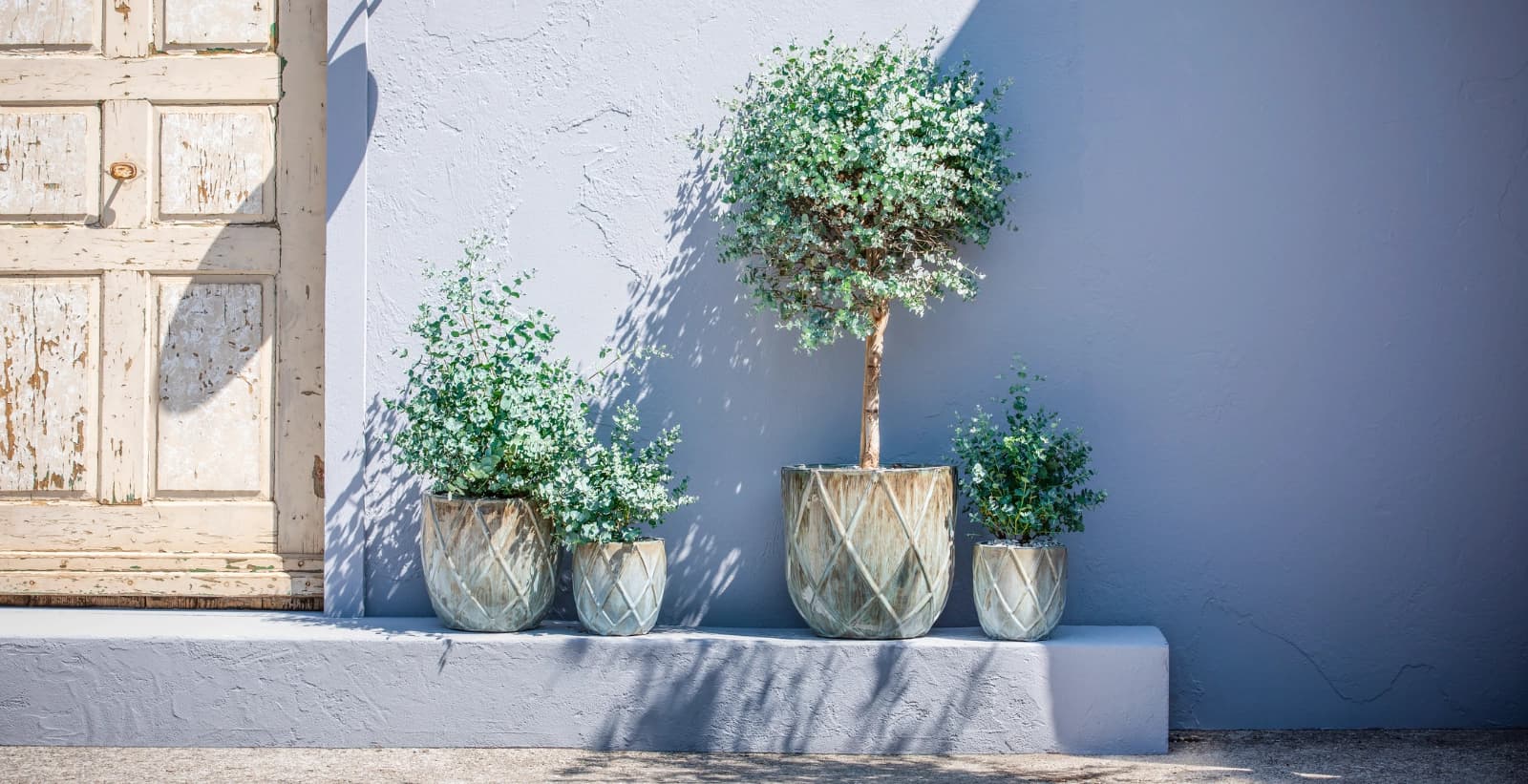 Wissenswertes über den Eukalyptus