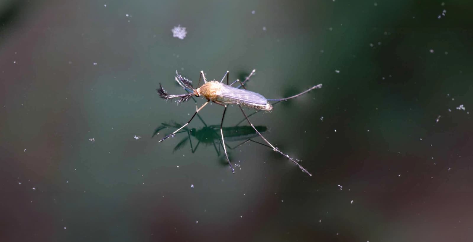 Bekämpfung der Trauermücken