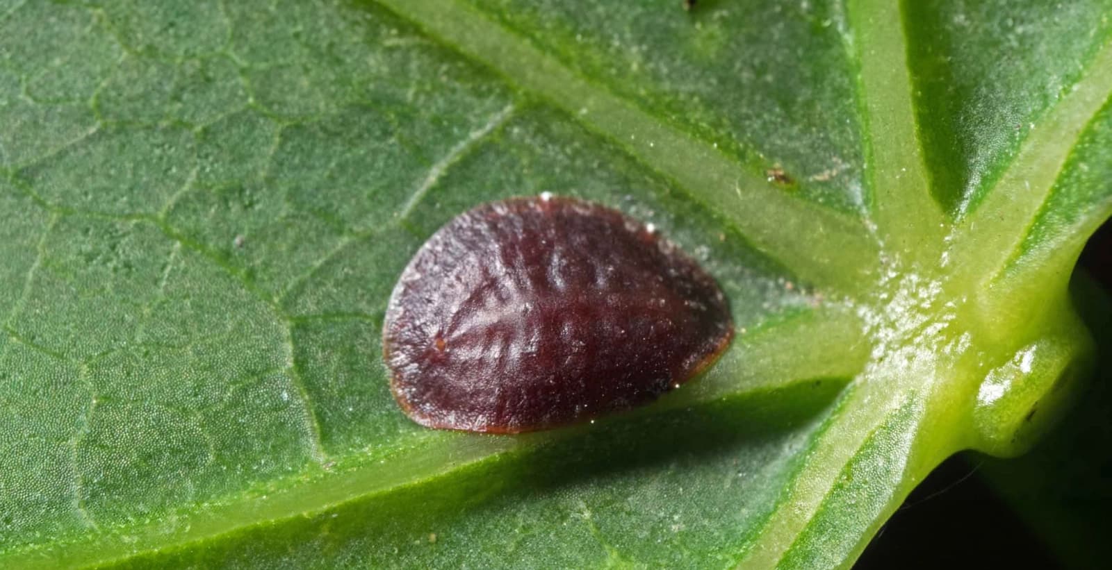 Bekämpfung der Schildläuse