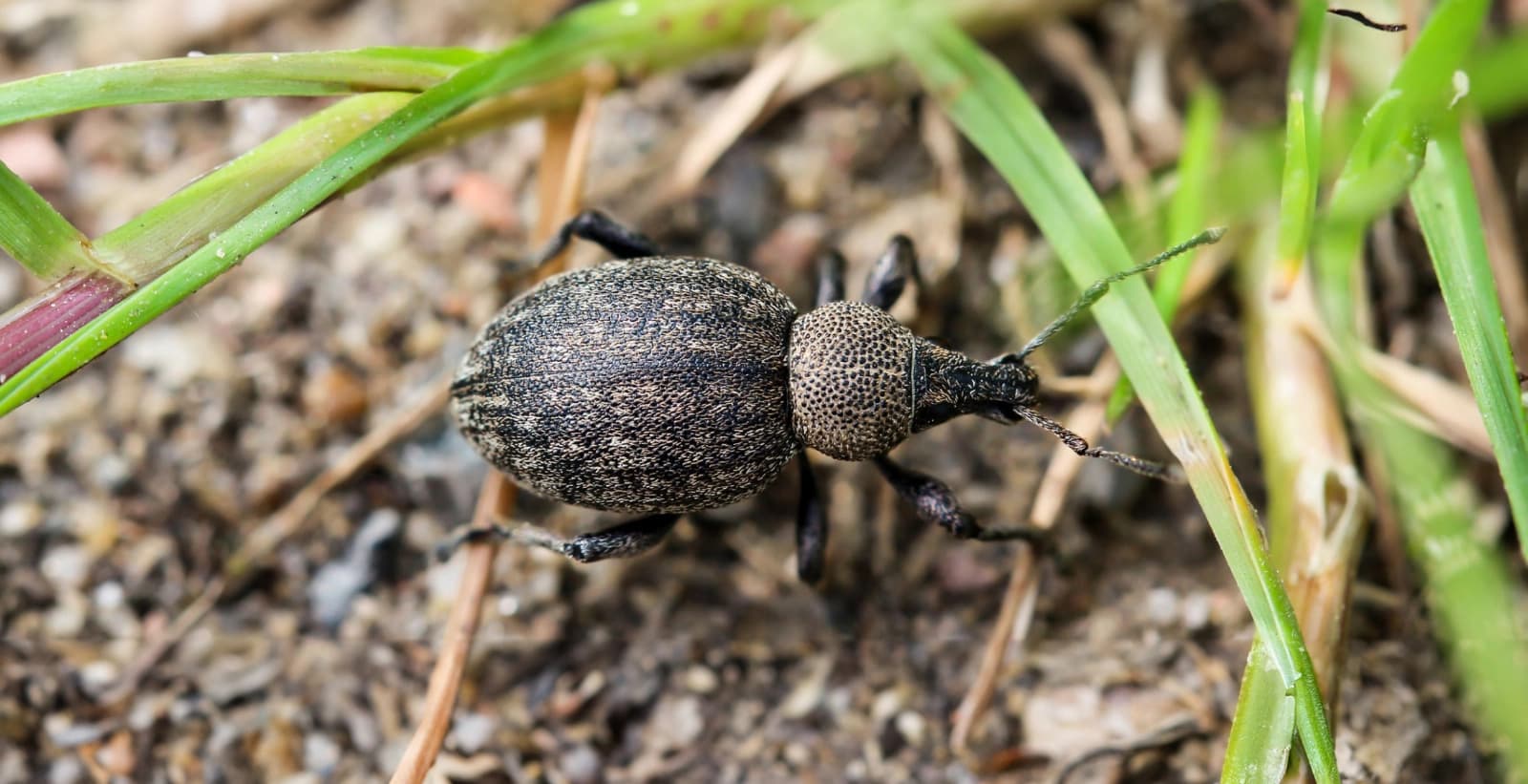 Bekämpfung des Dickmaulrüsslers